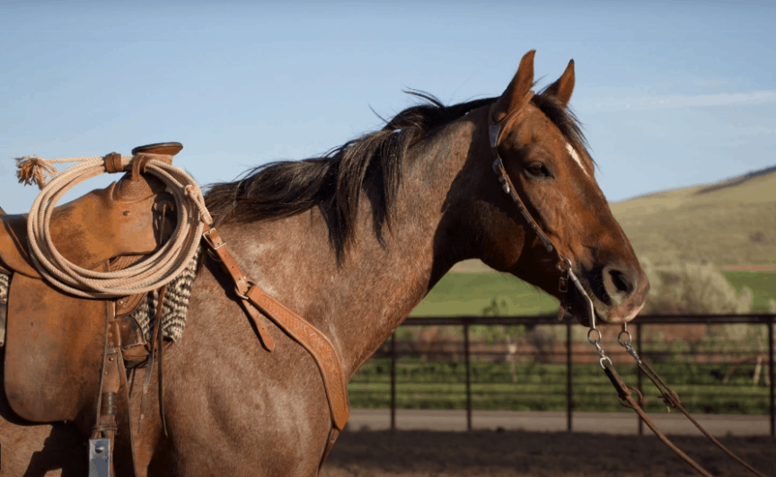 Check Out The Collection Of Catalog Horses At Heber Valley Horse Sales